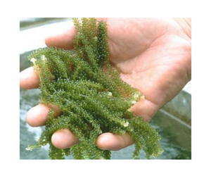 Uva marina fresca de alto valor nutricional/variedad de hierbas marinas en embalaje de bolsas para humanos - Product Image 4