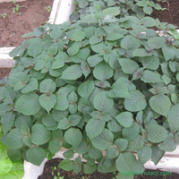 Daun Perilla Segar 100% Alami / untuk Salad dan Hiasan / Dibuat di Vietnam