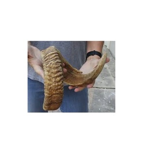 Paire de cornes de mouton 100% naturelles, qualité supérieure, polies, style animalier, meilleur prix, article décoratif pour la maison et les mariages - Product Image 1
