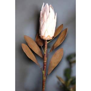 Loto reale Protea 86cm Krem - Product Image 3