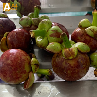 Biologische Thaise Mangosteen, zoet en sappig, de koningin der vruchten met tropische smaak, in doos verpakt, Khey Taladthai, kwaliteit A