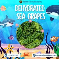 Raisins de mer déshydratés du Vietnam de qualité supérieure pour les fournisseurs en gros