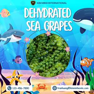 Raisins de mer déshydratés du Vietnam de qualité supérieure pour les fournisseurs en gros - Product Image 3