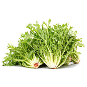Grossistes Fournisseur en vrac d'endives chicorée de qualité supérieure: espèces de légumes à feuilles amères les plus vendues - Product Image 4