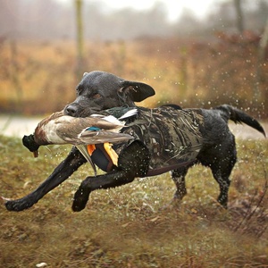 Truelove gilet de formation confortable pour chien Polyester respirant doux avec doublure en maille Cool Pet uniforme tactique Camouflage - Product Image 2