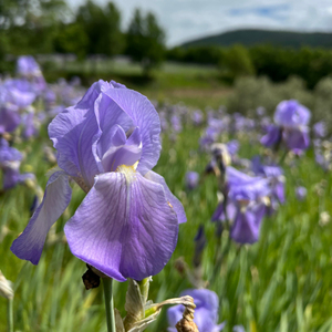 Licor Pruneti Iris 500ml Licor Premium Envasado en Botella de Vidrio Elegante 100% Italiano - Product Image 4