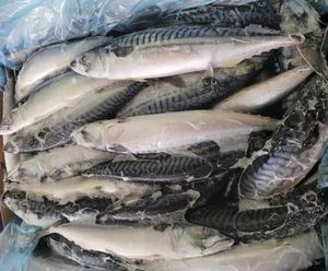 Boîte d'emballage congelée de poisson entier faible en gras de saumon catégorie a - Product Image 3