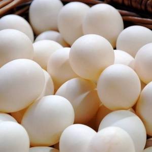 Œufs de poule blancs frais biologiques de haute qualité Jaune d'œuf Prix compétitif Vente en gros Service OEM/ODM Acheteurs mondiaux - Product Image 1