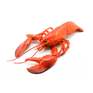 Mariscos Langosta fresca y congelada, Langosta congelada, Colas de langosta congeladas Langostas frescas - Product Image 3