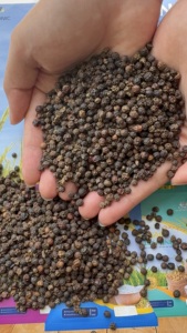 TOUS LES GRADES POIVRE NOIR Poivre Emballage en vrac Vente en gros de haute qualité 500G/L 550G/L Poivre d'origine vietnamienne LINDA + 84393250278 - Product Image 6