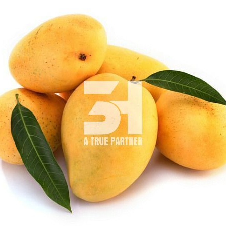 Лидер продаж 2022, экспортер свежего манго, Вьетнам, низкая цена, контактное лицо Нэнси + 84 981 85 90 69