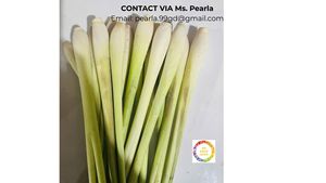 Lemongrass fresco congelado de Vietnam disponible a granel para los importadores que buscan la mejor calidad y el suministro constante - Product Image 6