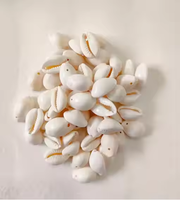 Coquillages de cauris naturels ronds de qualité supérieure, perles d'os et de corail blanches pour la fabrication de bijoux, l'artisanat et la décoration intérieure