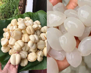 Delicious <b>Chewy</b> Dried Arenga Pinnata Support Weight Loss and Decorate Delicious Dishes - Product Image 3