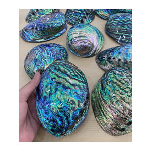 Coquille d'ormeau polie naturelle brute et nettoyée en gros pour la décoration - Product Image 2