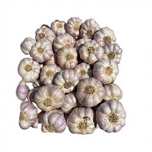 Ajo Egipcio Entero Premium 100% Natural, Fresco y de Alta Calidad, Empaque Personalizado para Exportación, Marca Al Nada - Product Image 1