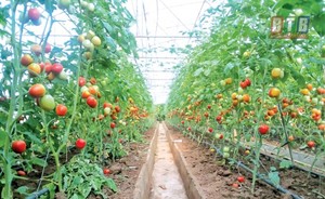 ลวดเกษตรเรือนกระจกมีความทนทานที่โดดเด่นการสนับสนุนที่เชื่อถือได้สำหรับหลังคาพืชช่วยเพิ่มประสิทธิภาพ - Product Image 3