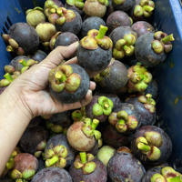 Mangostán orgánico tailandés recién cosechado con rico sabor dulce y alto contenido de antioxidantes Khey TaladThai 8kg - Product Image 3