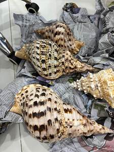 Conchas de Trompeta Grandes, Conchas de Tritón, Conchas Marinas Naturales de Alta Calidad de Vietnam - Product Image 2