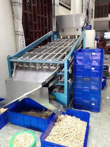 ขายส่งเม็ดมะม่วงหิมพานต์ดิบ ออร์แกนิค คุณภาพพรีเมียม แบบเป็นชุดใหญ่ W320 W240 W450 ขนาดตัดตามสั่ง - Product Image 5