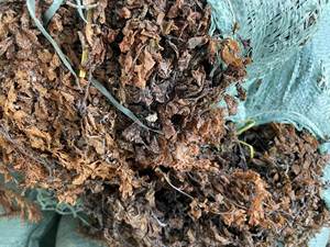 สาหร่ายทะเลซาร์กาซัมตากแห้ง สาหร่ายสีน้ำตาล ขายส่งจำนวนมาก ผู้ส่งออกจากเวียดนาม - Product Image 6