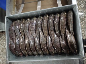 Pescado Tilapia Congelado BQF |   Exportador Profesional |   Pedidos al por mayor para importadores de Malí - Product Image 3