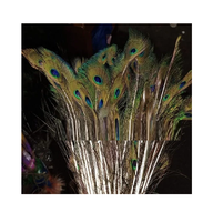 Bouquet de Plumes de Paon Vertes Naturelles (Brutes/Teintes) avec Emballage Boîte pour Mariage, Fête, Costume et Décoration Intérieure