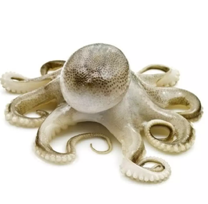 Pulpo de bebé de Frozen, productos de mariscos al por mayor, gran tamaño, precio competitivo - Product Image 2