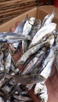 Sardines séchées - Harengs 5-7 7-9 cm, surgélation IQF, conservation naturelle, emballage en vrac en boîte