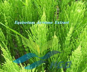 Suministro Directo de Fábrica HGO de Extracto de Equisetum Arvense / Extracto de Cola de Caballo Grado Alimenticio 2% 7% 10% Extracto Estandarizado con Silica - Product Image 5