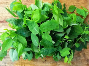 OFFRE EN VRAC FOURNISSEUR DE FEUILLES SUCRÉES VENTE EN GROS PREMIUM NATUREL BIO THÉ HERBES EXPORTATION TOP VENTES FOURNITURE USINE - Product Image 6