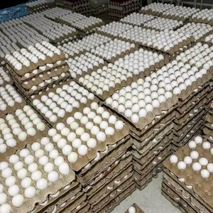 ไข่ไก่ธรรมชาติแบบ100% ขายจากเยอรมนี - Product Image 1