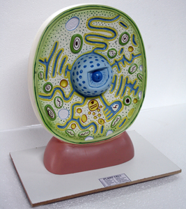 Démonstration botanique en PVC, modèle des cellules pour plantes biométriques, enseignement botanique, Structure des cellules, plantes botanique, 1 pièce - Product Image 5