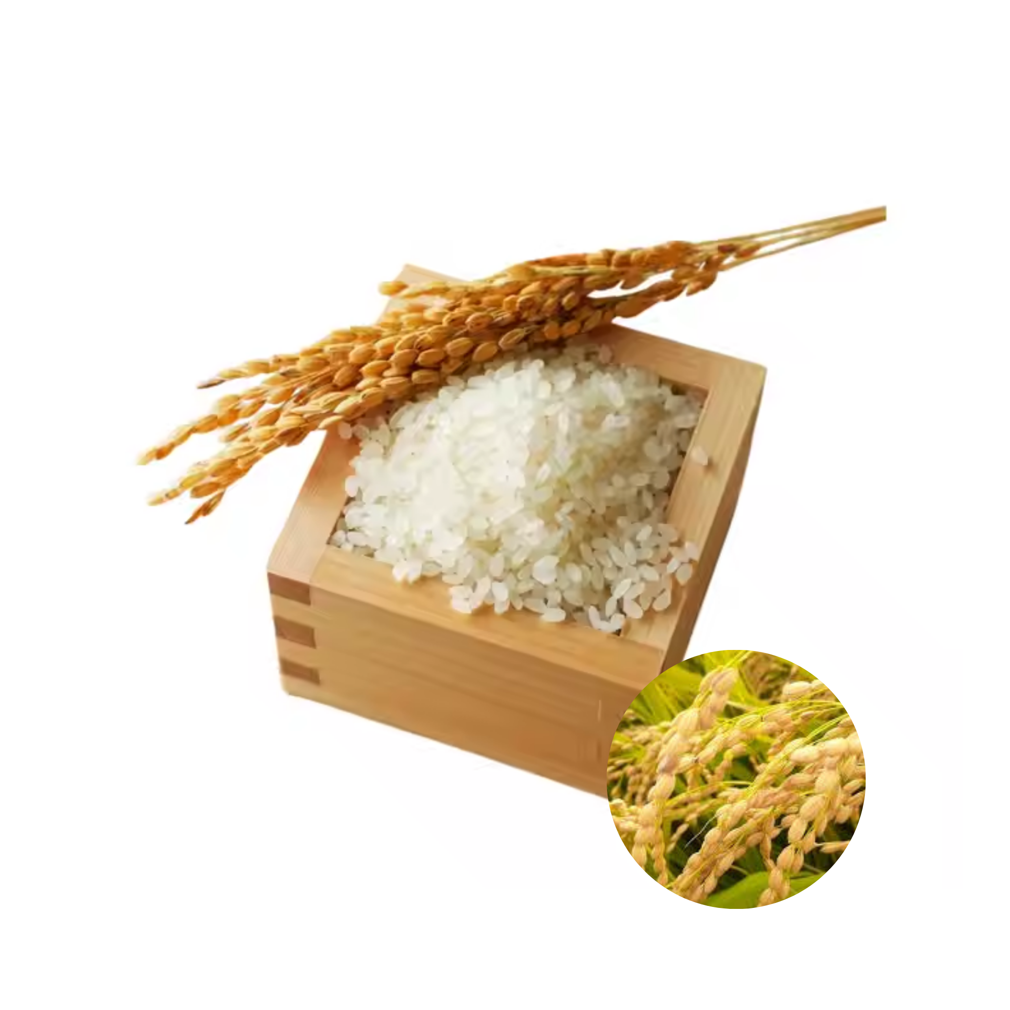 Low Price Premium Quality Tasty Grain Top Selling Wholesales JAPONICA RICE 5% BROKEN 1kg