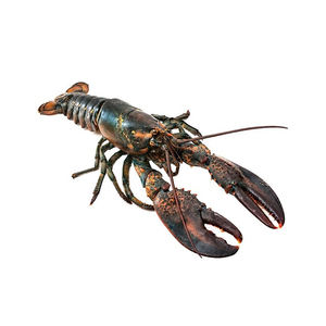กุ้งมังกรแช่แข็งคุณภาพสูง จัดจำหน่ายเพื่อการค้าที่มีปริมาณคงที่ - Product Image 5