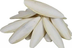 HUESO DE SEPPIA DE ALTA CALIDAD - LIMPIO, SECO Y CONFORME A ESTÁNDARES DE EXPORTACIÓN - Product Image 2