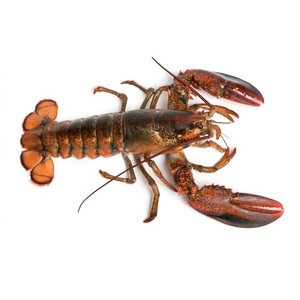 กุ้งมังกรแช่แข็ง / หางกุ้งมังกรแช่แข็ง / กุ้งมังกรสด - Product Image 2