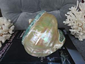 Turbo Marmoratus Premium Raro y Antiguo de Vietnam, Tono Verde Natural Brillante, Ideal para Decoración Costera - Product Image 5