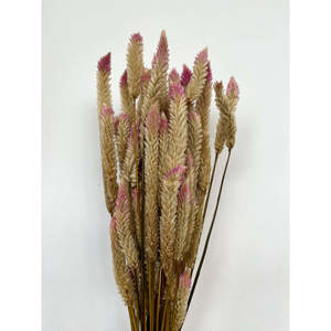ดอกไม้แห้งเอคอร์สีชมพู - Product Image 1