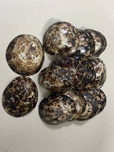 Conchas de Lapa decorativas a granel para creaciones artísticas, conchas de Lapa de primera calidad para guirnaldas de conchas, exhibiciones y decoración de playa - Product Image 5