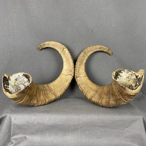 Cuerno de búfalo de alta calidad Natural religioso Kosher Shofar soplado pulido decoración de vacaciones ecológica - Product Image 3