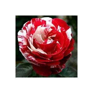 10 semi di semi rari semi di Rose bianche rosse semi organici in vaso seme regalo sorpresa