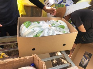 กล้วยสดที่ถูกที่สุด - กล้วยควันดิชเขียวยาวสดส่งออก 100% ฟรีภาษีทั่วโลก - คุณภาพอันดับ 1 - Product Image 2