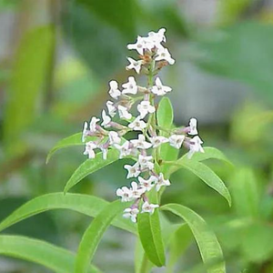 Kanha Nature Huiles Huile Essentielle de Verveine Citron de Qualité Supérieure Huile Essentielle Pure Distillation à la Vapeur Fabricant Indien - Product Image 4