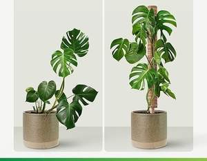 Totem de bâton de mousse de poteau artisanal de 8 à 16 pouces unique du fabricant indien Grands jardinières d'intérieur Pots de fleurs Coco Gardens - Product Image 3