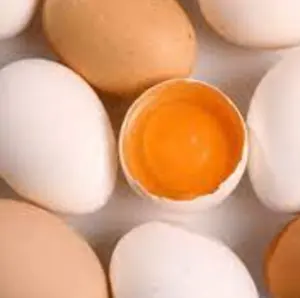 hatching chicken eggs