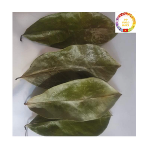 Fournisseur de feuilles de corossol séchées naturelles en vrac du Vietnam - Product Image 2