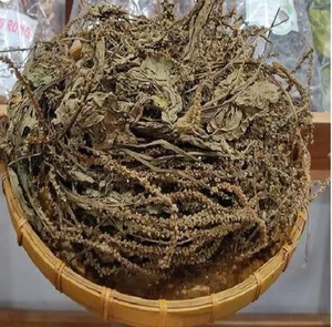 Herbe de plantago séchée naturelle, ingrédient coupé propre pour les tisanes et la transformation d'aliments fonctionnels - Product Image 4