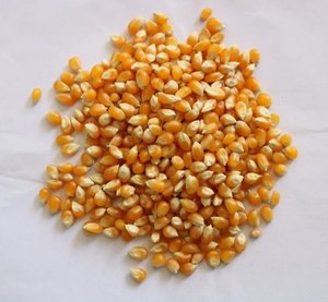 Fabrication en gros de grains en vrac maïs jaune OGM séché à vendre meilleure vente de bonne qualité - Product Image 1