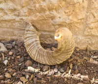 Corne de mouton de ramier naturelle de haute qualité, polie, artisanat moderne, toucher réel, application personnalisée, usage rituel, artisanat en forme de croissant pour la boisson